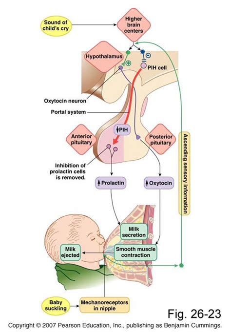 Prolactin-production/secretion Oxytocin-contraction for delivery | la sua positiva | Pinterest ...