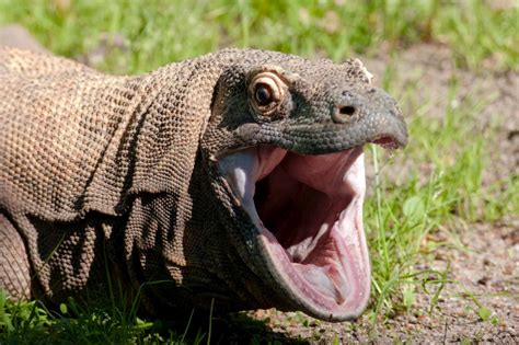 Komodo Dragon | The Biggest Animals Kingdom