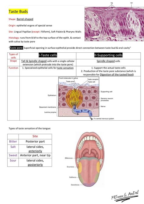 Handout of Oral Mucosa Histology