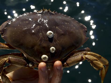 A crab | With barnacles. You can tell dungenesses by that do… | Flickr