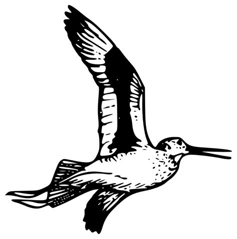 OnlineLabels Clip Art - Willet 2