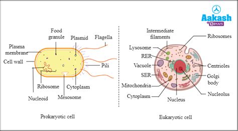 Animal Cell Flagella