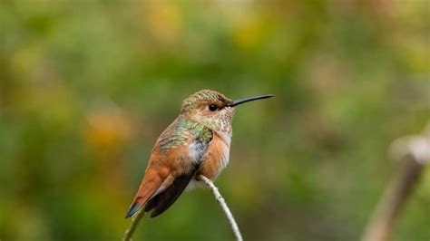 How To Attract Hummingbirds In Florida - Hummingbirds Info