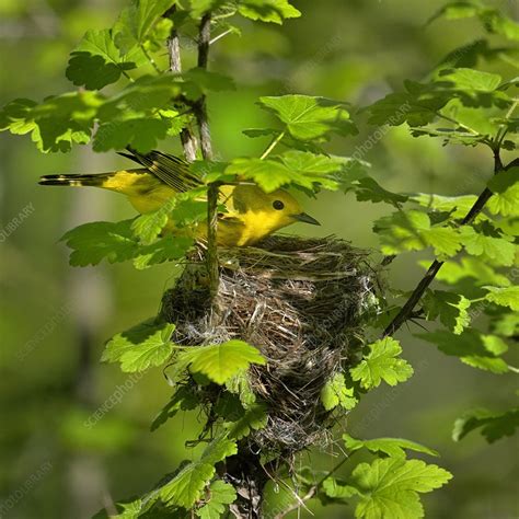 Yellow warbler at nest - Stock Image - C040/6299 - Science Photo Library