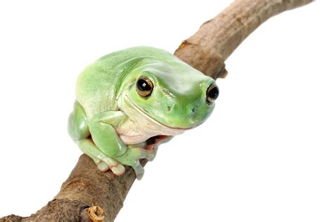 Whites Tree Frog Care Sheet: Food, Habitat Health Petco, 49% OFF