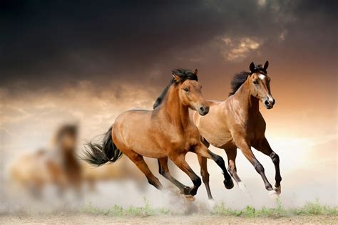 Wild Galloping Horses