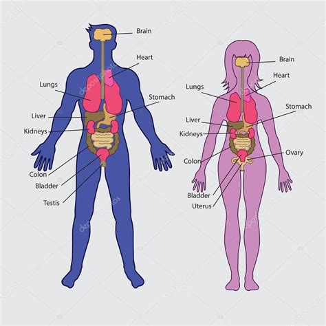 Lista 91+ Imagen Esquema De Los órganos Del Cuerpo Humano Alta Definición Completa, 2k, 4k