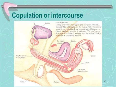 Copulation Process In Human