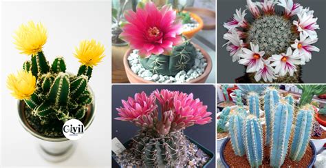 Top 35 Most Beautiful Cactus Flowers To Grow - Engineering Discoveries