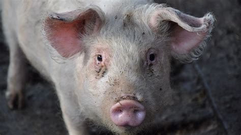 Scientists Use CRISPR to Grow Human Organs Inside of Pigs | NOVA | PBS