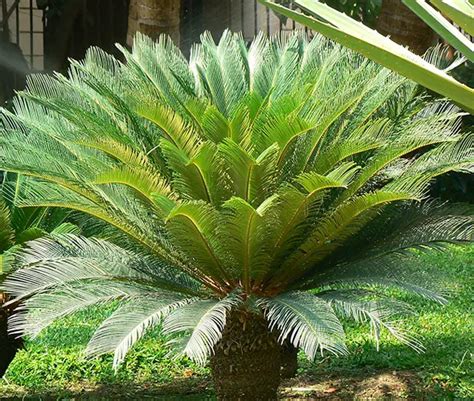 How to Grow the Sago Palm Tree (Cycas revoluta)