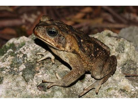 Giant, Poisonous Toads Pose Continued Threat in Florida | Brandon, FL Patch