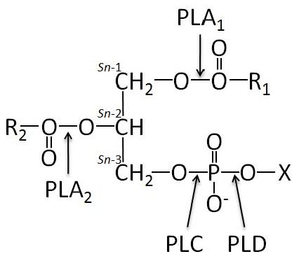 Glycerophospholipid structure and the site of action of phospholipases.... | Download Scientific ...