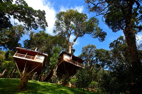 Munnar Tree House | Tree House Munnar Kerala | Tree House Kerala Munnar Nature Zone Resort ...