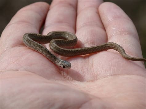 Baby Dekay's Brown Snake in Hand | Location: Fellenz Woods, … | Flickr