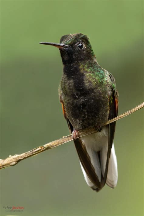 Black-bellied Hummingbird (Eupherusa nigriventris) perched on a | Hummingbird, Hummingbird ...