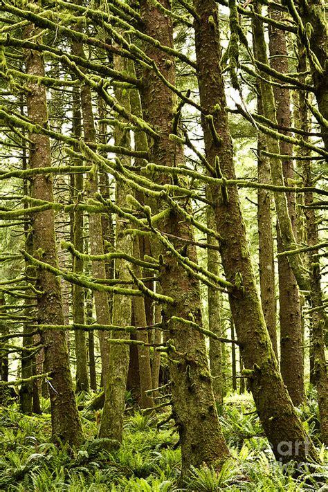 Old Growth Forest Oregon Photograph by Carrie Cranwill