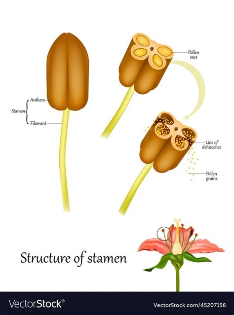 Structure of Stamen and Anthers