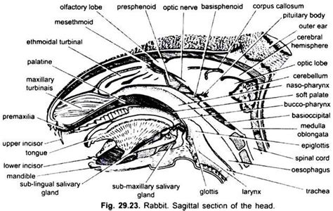 Digestive System of Rabbit (With Diagram) | Chordata | Zoology