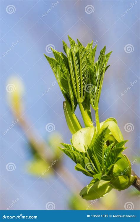 New Growing New Leaves of a California Buckeye Against a Light Blue Sky ...