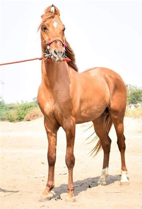 Kathiawari Stallion 'Rudra' | Kathiyawadi horse, Pretty horses, Horses