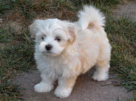 Rules of the Jungle: Havanese dogs: The Insular Breed