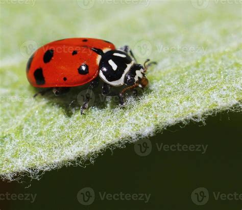 Ladybug on a leaf 847454 Stock Photo at Vecteezy