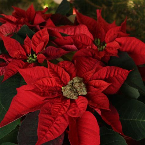 Red Poinsettia | Plant Addicts