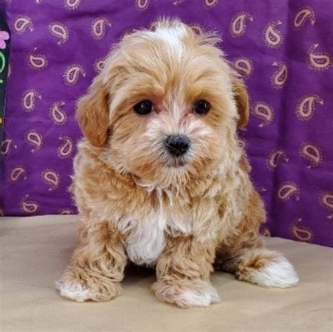 Brown maltipoo puppies - best treats for maltipoo puppies - Adopt Dogs