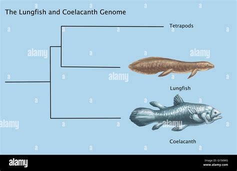 Coelacanth not specimen hi-res stock photography and images - Alamy