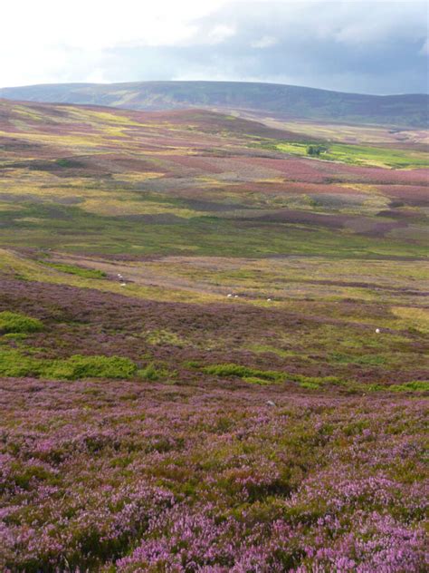 Is 75% of the world’s heather moorland in the UK? – What the Science Says