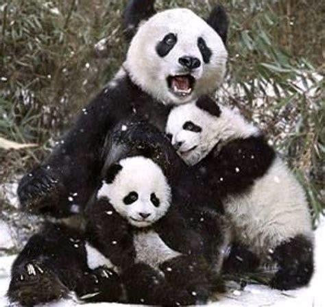 Pin by Rebecca Higgins on Pandas | Panda bear, Cute panda, Mother and ...