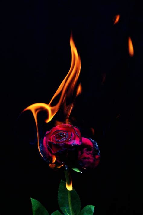 Fire rose Premium Photo | Черные розы, Фотоискусство, Абстрактные фотографии