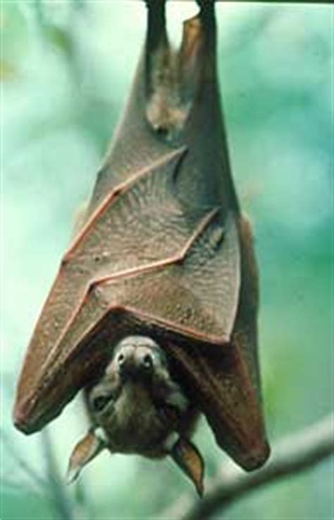 InfoFacts: Megabat