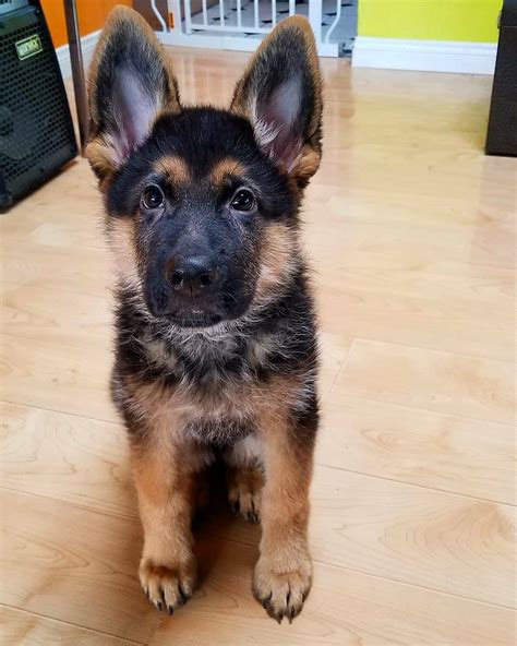 German Shepherd Puppies Richmond - Puppy And Pets