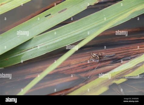 frog reproduction cycle Stock Photo - Alamy