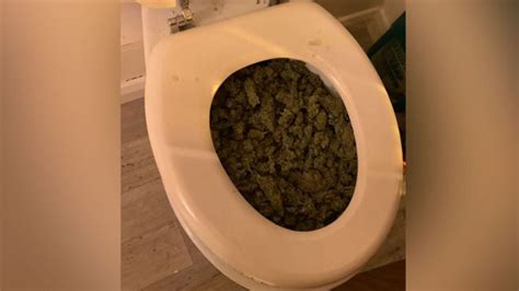 Toilet stash cannabis farm flushed out in Norfolk - Cannabis News - UK420