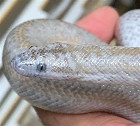 Pioneertown Anerythristic | Rosy Boa Morphs