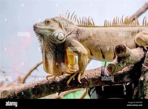 American iguana in an indoor habitat Stock Photo - Alamy