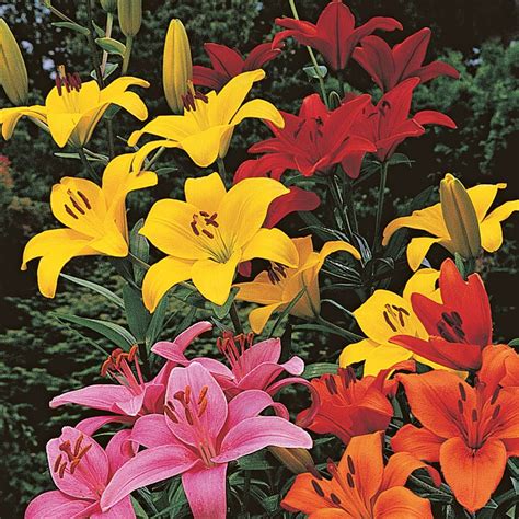 Lilium True Colors Mix for Naturalizing | White Flower Farm