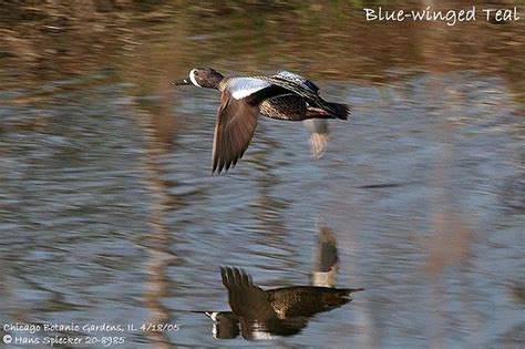 Sarcelle à ailes bleues - hasp16605