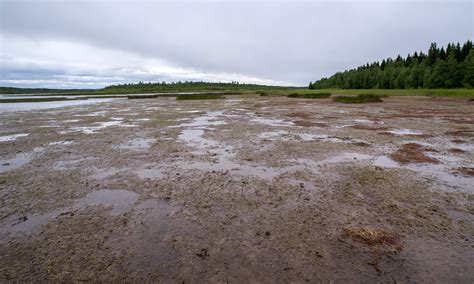 Category Bog / Swamp › Way up north