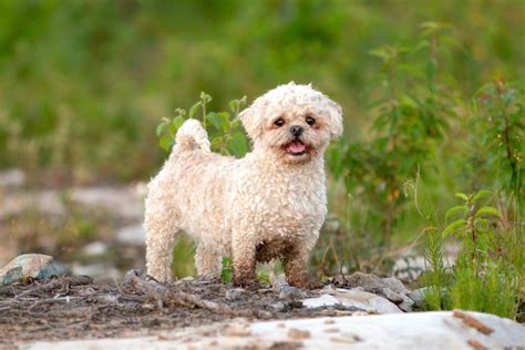 Maltese Mixes: 41 Different Maltese Crossbreeds You'll Love