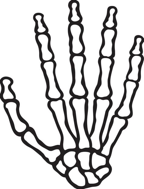 Download Human Skeleton Hand for free in 2022 | Hand bone, Skeleton hands drawing, Human hand bones