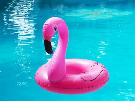 Premium Photo | Pink flamingo floating in swimming pool