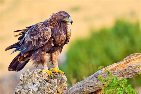 11 Golden Eagle Facts For Kid - Facts.net