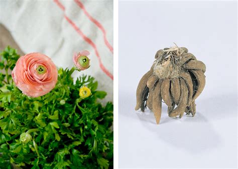 Ranunculi! All About Growing Ranunculus Bulbs - Farmer Gracy's Blog