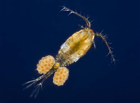 What can zooplankton teach us about ecosystem health? - ecoanalysts.com