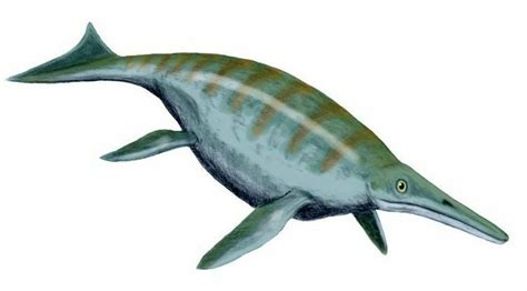 Nevada State Fossil - Ichthyosaur (Shonisaurus popularis) - FossilEra.com