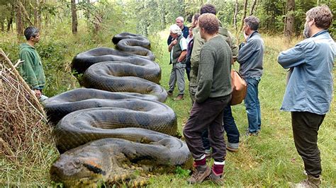 ..Enigmatic Wonders of the Amazon: Unveiling the Threatening Creatures Within. - Newspaper World